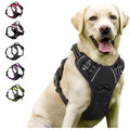 Ensemble ultime d'équipement pour chien